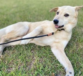 保健所でハンガーストライキをしていた元野犬→お迎えした家族に心を許し、お腹を見せて甘えるまで