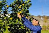「寒さに弱いレモンを雪降る京都・宮津で露地栽培　若手農家の挑戦が軌道「地域ブランドに」」の画像1