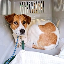 殺処分寸前だった保護犬は人間を怖がりケージに閉じこもった…　愛情を注がれ続け、9カ月後に見せた“涙の変化”に胸がじんわり