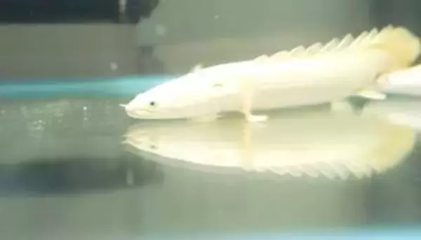 嫁に内緒で買っちゃいました！”25万円の魚”　さりげなく水槽に追加→堂々と泳ぐその姿に「流石に…バレそうです」