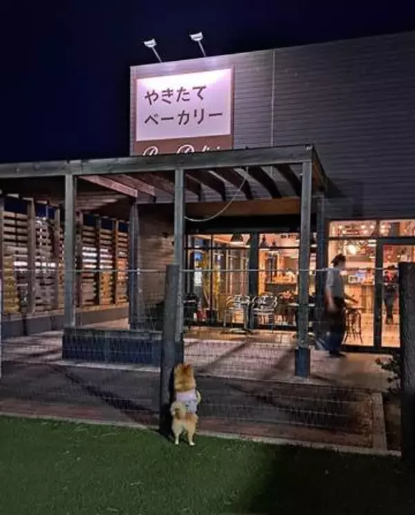 「せっかくドッグラン来たのに…」フェンス越しに犬が見つめていたのは？「美味しい匂いには負けるワンね」