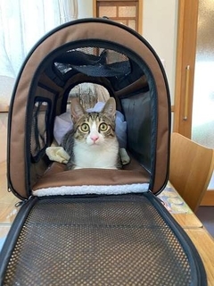 かかりつけ動物病院の「時間外診療」が減少の理由は？　夜間や休日の“時間外診療”を続ける難しさ
