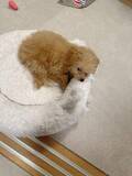 「飼い主が食べているヨーグルトをもらえなかった犬さん、爆裂に拗ねた顔がかわいすぎ「鼻息フスフス」「反則レベル」」の画像1