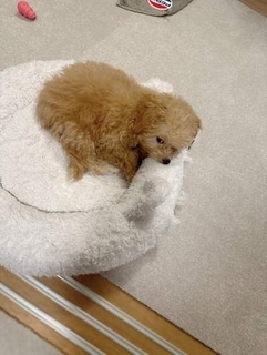 飼い主が食べているヨーグルトをもらえなかった犬さん、爆裂に拗ねた顔がかわいすぎ「鼻息フスフス」「反則レベル」
