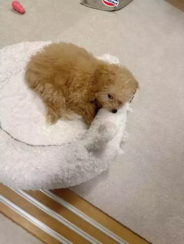 飼い主が食べているヨーグルトをもらえなかった犬さん、爆裂に拗ねた顔がかわいすぎ「鼻息フスフス」「反則レベル」