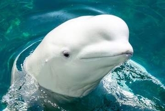 水族館が来訪者に「記憶でイラスト描いてね」投稿されたペンギンやイルカの絵に爆笑　子どもたちは「みんないい感じ」大人たちは「大至急もう一度来てください」