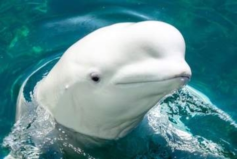 水族館が来訪者に「記憶でイラスト描いてね」投稿されたペンギンやイルカの絵に爆笑　子どもたちは「みんないい感じ」大人たちは「大至急もう一度来てください」
