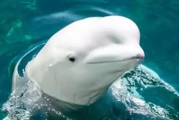水族館が来訪者に「記憶でイラスト描いてね」投稿されたペンギンやイルカの絵に爆笑　子どもたちは「みんないい感じ」大人たちは「大至急もう一度来てください」