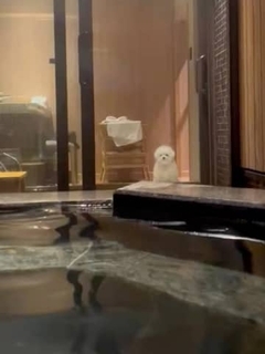 宿で露天風呂に入っていたら……「大丈夫？ 溺れてない？」と見てくれてた！　愛犬の姿に8.4万いいね「健気すぎる」「忠犬、全力で見守ってる」