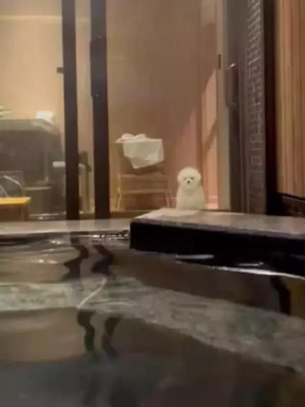 宿で露天風呂に入っていたら……「大丈夫？ 溺れてない？」と見てくれてた！　愛犬の姿に8.4万いいね「健気すぎる」「忠犬、全力で見守ってる」