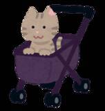 「「猫」を外に連れ出すのはやめて！「人間側ではなく、猫本位でのイベントを企画してほしい」」の画像1