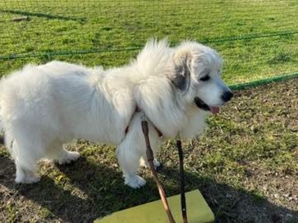 大型犬に「石」を投げる子どもを放置する親…悲惨な事故を防ぐため「子どもから目を離さないで」切実な投稿が話題に