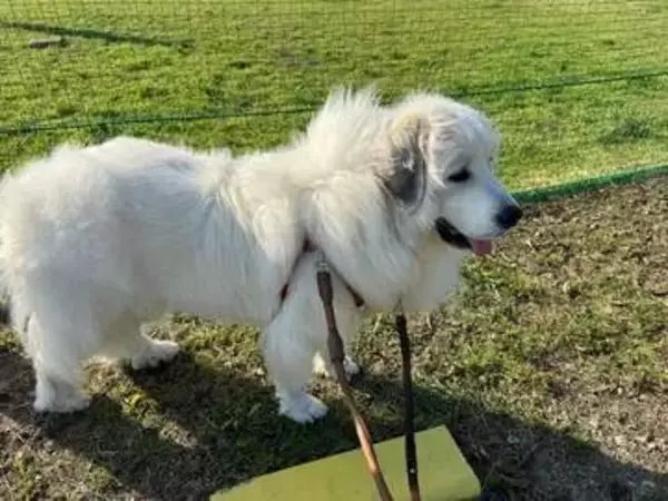 大型犬に「石」を投げる子どもを放置する親…悲惨な事故を防ぐため「子どもから目を離さないで」切実な投稿が話題に