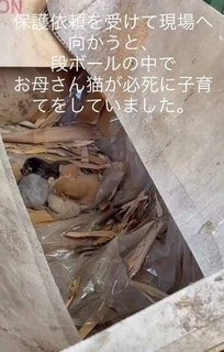 段ボール箱の中で母猫が必死に子育て→「このままでは命が危険」生後3日の子猫と母猫を保護