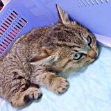 「小雨の中で消えそうな命　衰弱して倒れていた子猫は麻痺と斜頸だったーー6年後の今、“パパ大好きっ子”に成長」の画像1