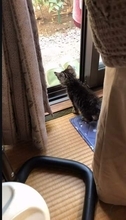 子猫は鳴き叫んだが、母猫は威嚇→網戸を閉めた瞬間、穏やかな表情に「子猫を託された」と感じた保護主「いま、幸せだと思ってくれているといいな」