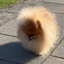 さびしんぼポメラニアン、ワンコイベントで飼い主見失い……違う人を追ってクンクン「一生懸命探しててかわいい」
