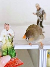 「食べようとしてるね細川たかしを」 キンカチョウがアクスタをサラダ菜と勘違い！？ 大反響の動画に「公式」も反応