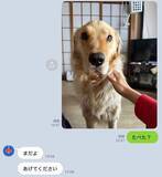 「「演技派なので、一旦確認」犬がごはんを食べたかどうか、家族の確認LINEが笑いを誘う「すでに口に入って隠してそうな顔w」」の画像1