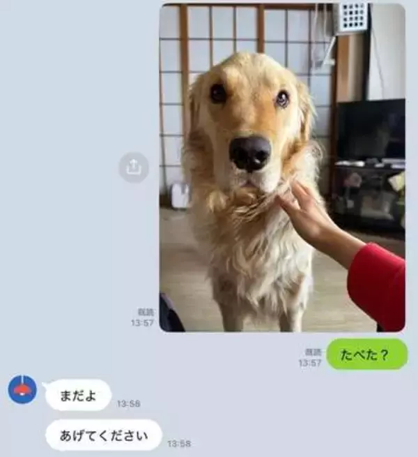 「演技派なので、一旦確認」犬がごはんを食べたかどうか、家族の確認LINEが笑いを誘う「すでに口に入って隠してそうな顔w」