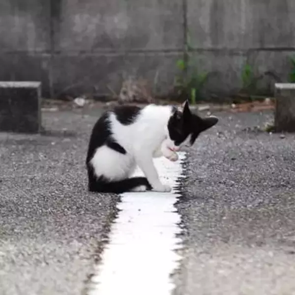 公園で見かけた弱った子猫　放っておけず自宅に保護　「勝手に連れて帰っていいの？」と知人から指摘され不安に…　善意の行為が犯罪になるの？【弁護士が解説】