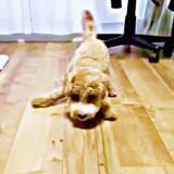 「「これでしかご飯食べない…」生後6カ月の子犬が転がるフードを追いかけてパクリ！　ユニークすぎる“ごはんスタイル”に共感の声続出」の画像1