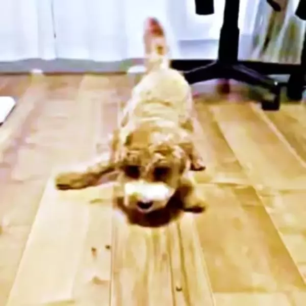 「これでしかご飯食べない…」生後6カ月の子犬が転がるフードを追いかけてパクリ！　ユニークすぎる“ごはんスタイル”に共感の声続出