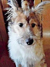 雪が降りそうな寒い夜、ヘッドライトの先に浮かんだ犬の影…「捨て犬？」トラブルを経て少しずつ距離を縮め、今では家族の生きがいに
