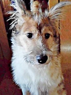 雪が降りそうな寒い夜、ヘッドライトの先に浮かんだ犬の影…「捨て犬？」トラブルを経て少しずつ距離を縮め、今では家族の生きがいに