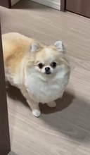 飼い主の長風呂に、怒った犬→「おやつ食べる？」で、ニコニコに「感情の切り替えが早すぎて笑った」