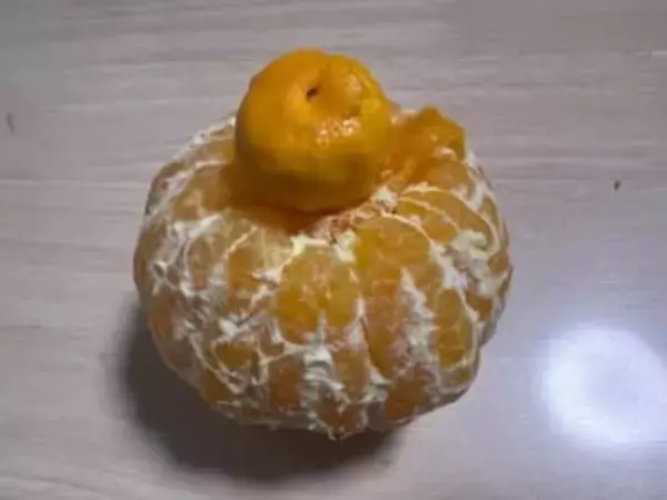 皮をむいたら…「みかんの中からみかんが出てきた」まさかの形に果物農家も「初めて」と驚き！