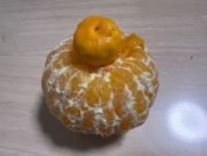 皮をむいたら…「みかんの中からみかんが出てきた」まさかの形に果物農家も「初めて」と驚き！