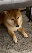 「習ったろ？」地震で柴犬がいの一番に避難完了「そこは危ないぞ」家族「一番しっかりしてる」「偉いねー」