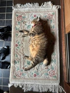 猫どこ？→「玄関でミュシャやってる」母の一言に見に行くと…　愛猫の寝姿がまるで名画！「美しい」「表現が天才すぎ」