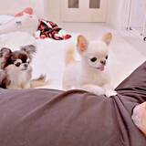 「「おとう・さん…！」オヤツおねだりの犬が放った奇跡の一言にいいね殺到　「ちゃんと言えてる〜」「無限リピした」感動と驚きの声続々」の画像1