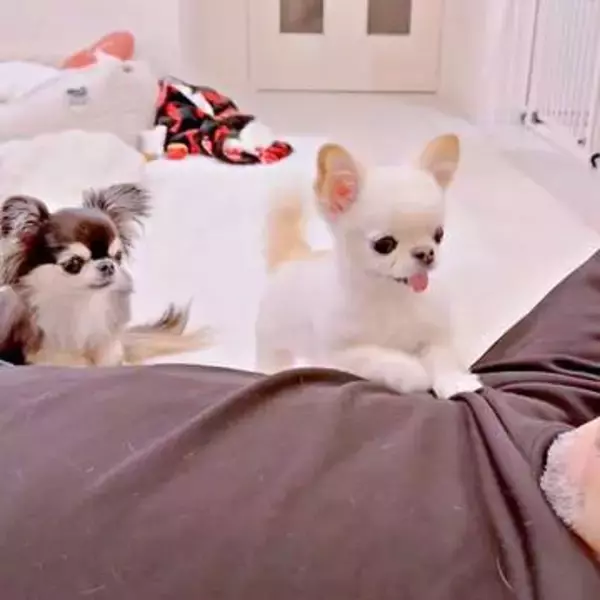 「おとう・さん…！」オヤツおねだりの犬が放った奇跡の一言にいいね殺到　「ちゃんと言えてる〜」「無限リピした」感動と驚きの声続々