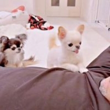 「おとう・さん…！」オヤツおねだりの犬が放った奇跡の一言にいいね殺到　「ちゃんと言えてる〜」「無限リピした」感動と驚きの声続々