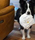 「2歳息子のおむつ替え、ママがズボンを脱がせると→犬が駆けつける理由に……「天才すぎる…！」「ちゃんと理解してるのすごい」」の画像1