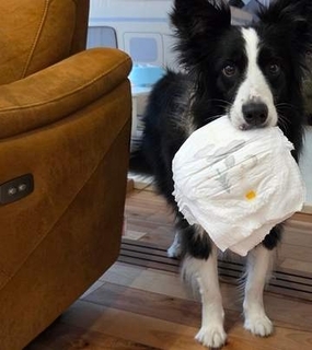 2歳息子のおむつ替え、ママがズボンを脱がせると→犬が駆けつける理由に……「天才すぎる…！」「ちゃんと理解してるのすごい」