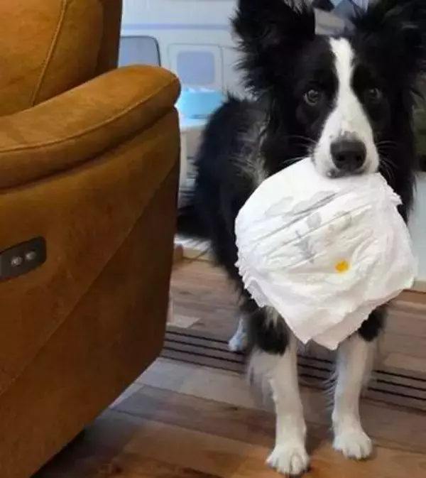 2歳息子のおむつ替え、ママがズボンを脱がせると→犬が駆けつける理由に……「天才すぎる…！」「ちゃんと理解してるのすごい」