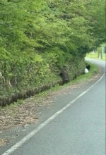 カモシカが柵にドーン！…振り返って「今の見た？」逃げようと必死の野生動物、ドライバーは「焦らなくていいから」その後どうなった？