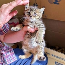 溝で衰弱していた子猫を保護→7年後、日本画家の欠かせない「ミューズ」に　親に見捨てられたキジトラ猫が画集モデルになるまで