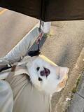 「午前6時でも暑い…夏の散歩で愛犬のために日傘　「2人とも涼しいかも」思惑外れた飼い主が考える最も有効な「猛暑の散歩対策」」の画像1