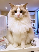 カウンターからお刺身を見下ろす猫の“圧”が強すぎる…まるで猫神様　「供物を捧げよ」「後光がさしてる」「何という表情」と反響