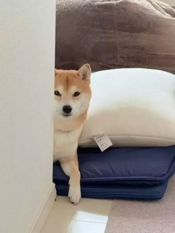 柴犬に気づかれないよう、そっと外出したのに「この前帰ってきたらコレ 怖いよ」→「完全に拗ねてる」「激おこ」