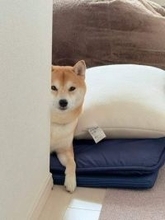 柴犬に気づかれないよう、そっと外出したのに「この前帰ってきたらコレ 怖いよ」→「完全に拗ねてる」「激おこ」