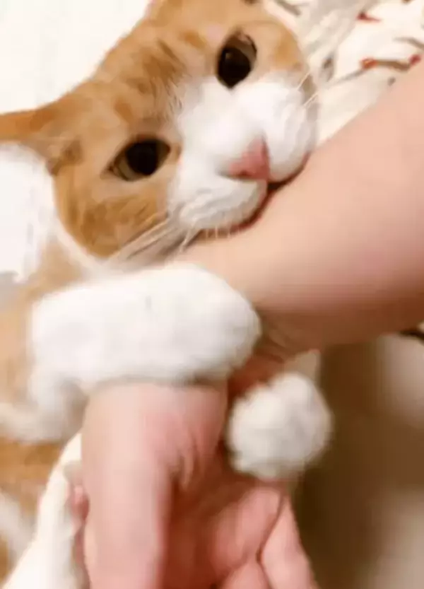 「あるあるすぎて…」猫好きから同情の声　猫さんを寝かしつけようとしたら…「猫って罪な生き物」