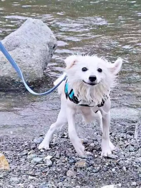 「体だけ別生物みたい」初めて川遊びをした犬、濡れた直後の激変ぶりが話題　「新種だ！」「河童だ」「毛刈りされたあとの羊」