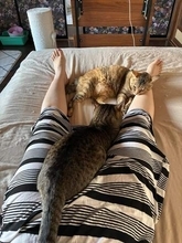 冷房27度なのに「湯たんぽ2個」　夏でもべったりの愛猫2匹　「いや、普通に暑さが勝つ」