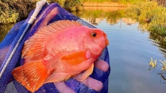 東京の用水路に「巨大金魚がいる」情報→捕獲された魚の正体は…本来自然界に存在しない魚「なんでここにいる？」